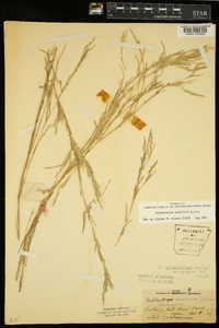 Muhlenbergia glabriflora image