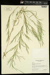 Muhlenbergia glabrifloris image