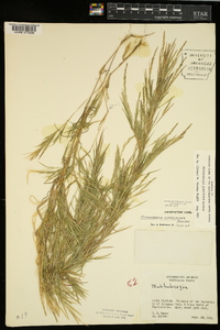 Muhlenbergia glabriflora image