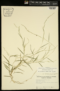 Muhlenbergia schreberi image