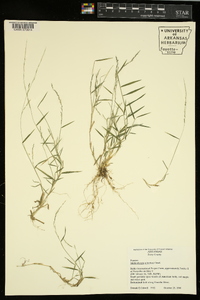 Muhlenbergia schreberi image