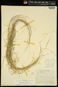 Muhlenbergia schreberi image