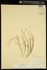 Muhlenbergia schreberi image