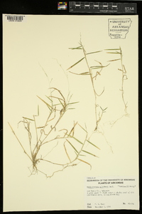 Muhlenbergia schreberi image