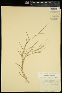 Muhlenbergia schreberi image