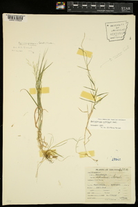 Muhlenbergia schreberi image