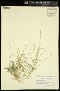 Muhlenbergia schreberi image