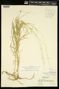 Muhlenbergia sobolifera image