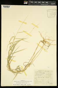 Muhlenbergia sobolifera image