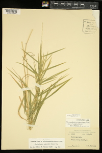 Muhlenbergia sobolifera image