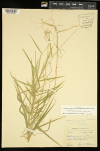 Muhlenbergia sobolifera image