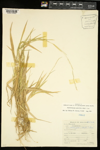 Muhlenbergia sobolifera image