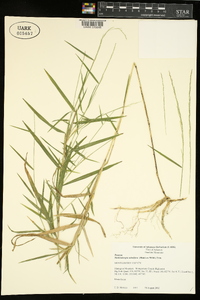 Muhlenbergia sobolifera image