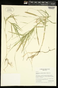 Muhlenbergia sobolifera image