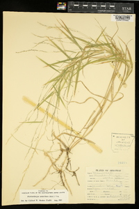 Muhlenbergia sobolifera image