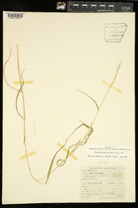 Muhlenbergia sylvatica image