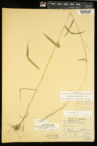 Muhlenbergia sylvatica image