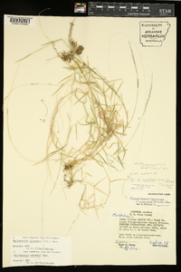 Muhlenbergia sylvatica image