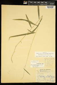 Muhlenbergia tenuiflora image