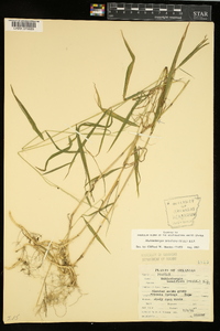 Muhlenbergia tenuiflora image