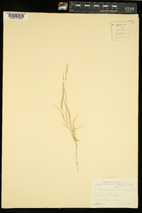 Muhlenbergia glomerata image