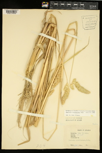 Phalaris caroliniana image