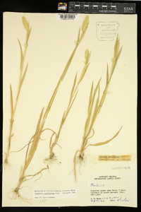 Phalaris caroliniana image