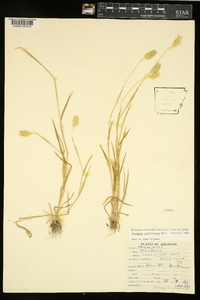 Phalaris caroliniana image