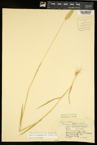 Phalaris caroliniana image