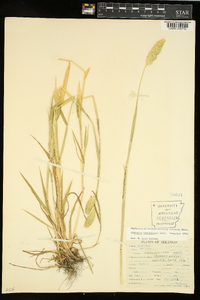 Phalaris caroliniana image