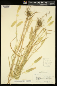 Phalaris caroliniana image