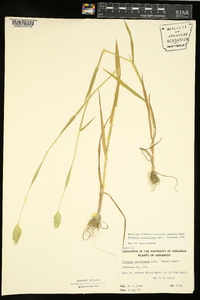 Phalaris caroliniana image