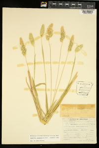 Phalaris caroliniana image