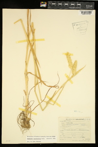 Phalaris caroliniana image