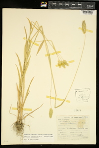 Phalaris caroliniana image