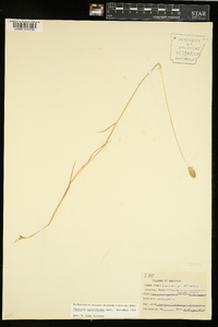 Phalaris caroliniana image