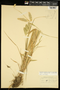 Phalaris caroliniana image