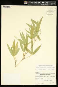 Phyllostachys aurea image