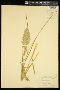 Poa arachnifera image