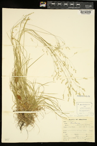 Poa autumnalis image