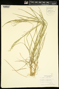 Poa autumnalis image