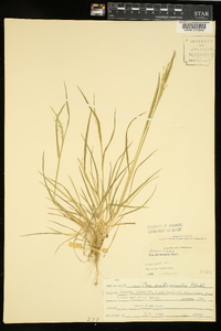 Poa autumnalis image