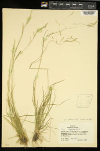 Poa autumnalis image