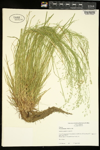 Poa autumnalis image