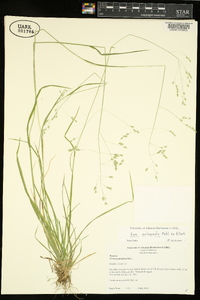 Poa autumnalis image