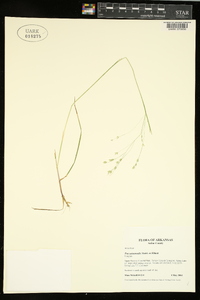 Poa autumnalis image