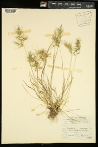 Poa bulbosa image