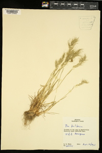 Poa bulbosa image