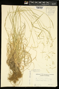 Poa wolfii image