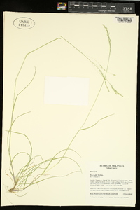 Poa autumnalis image